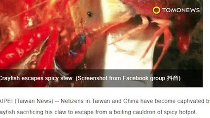 핫팟에서 목숨 건지려 안간힘인 가재 한마리, 이를 본 손님, 집으로 가재 데리고가