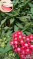 Colourful pink smiling flower