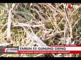 Dieng Berselimut Es, Kunjungan Wisatawan Meningkat