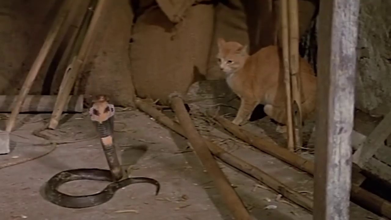 Cat Vs King Cobra Snake - Cat Tiger Attack King Cobra Real Fight - Tiger Attack Cobra Snake To Death