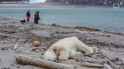 Polar Bear Killed By Cruise Worker