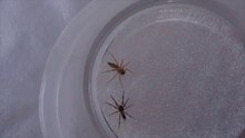 White Tailed Spider vs Sac Spider