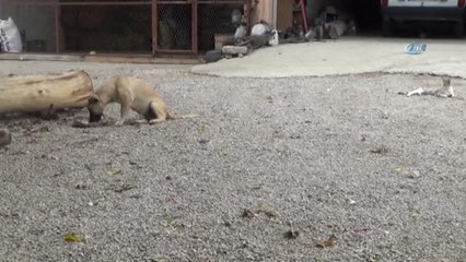 Anneleri Ölen 6 Civcive Evin Köpeği Aslan Annelik Yapıyor