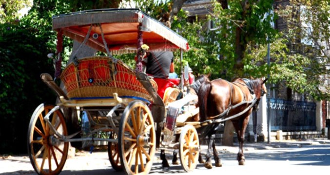 Adalar'daki Yaralı Fayton Atlarının Kavurucu Sıcakta Sürekli Çalıştırılması Yürek Sızlatıyor: Yaralarını Boyayla Kapatıyorlar