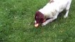 Springer Spaniel Funny  Filthy Alfie Moon whizzing.