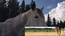 Video Intro (1) - Treeless Saddle Video Series