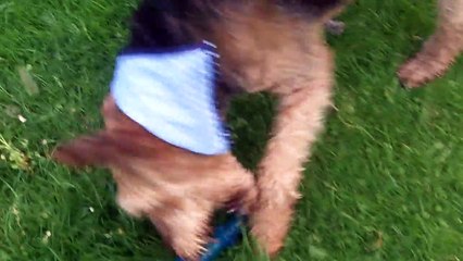 Alfie & Jorgie mooching.