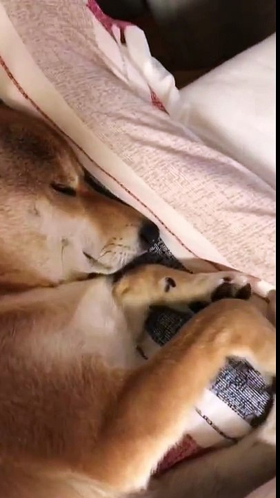 ぶさいくな柴犬 くしゃみをする寸前の顔に笑った【ぺちゃたわch】