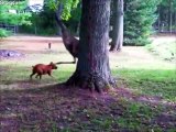 Dog and emu chase each other in farmyard fun