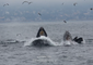 Humpback Whales Lunge Feed in Monterey Bay, California