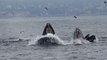 Humpback Whales Lunge Feed in Monterey Bay, California