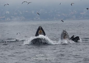 Download Video: Humpback Whales Lunge Feed in Monterey Bay, California