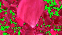 Green screen rose fx effect(animated)(HD). Green screen rose petals falling with sound.