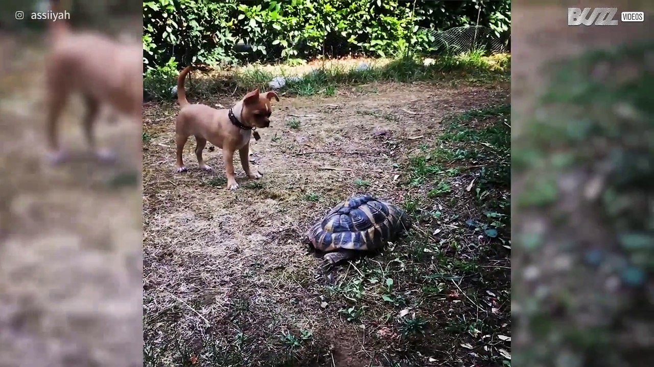Hond ontmoet voor het eerst een schildpad