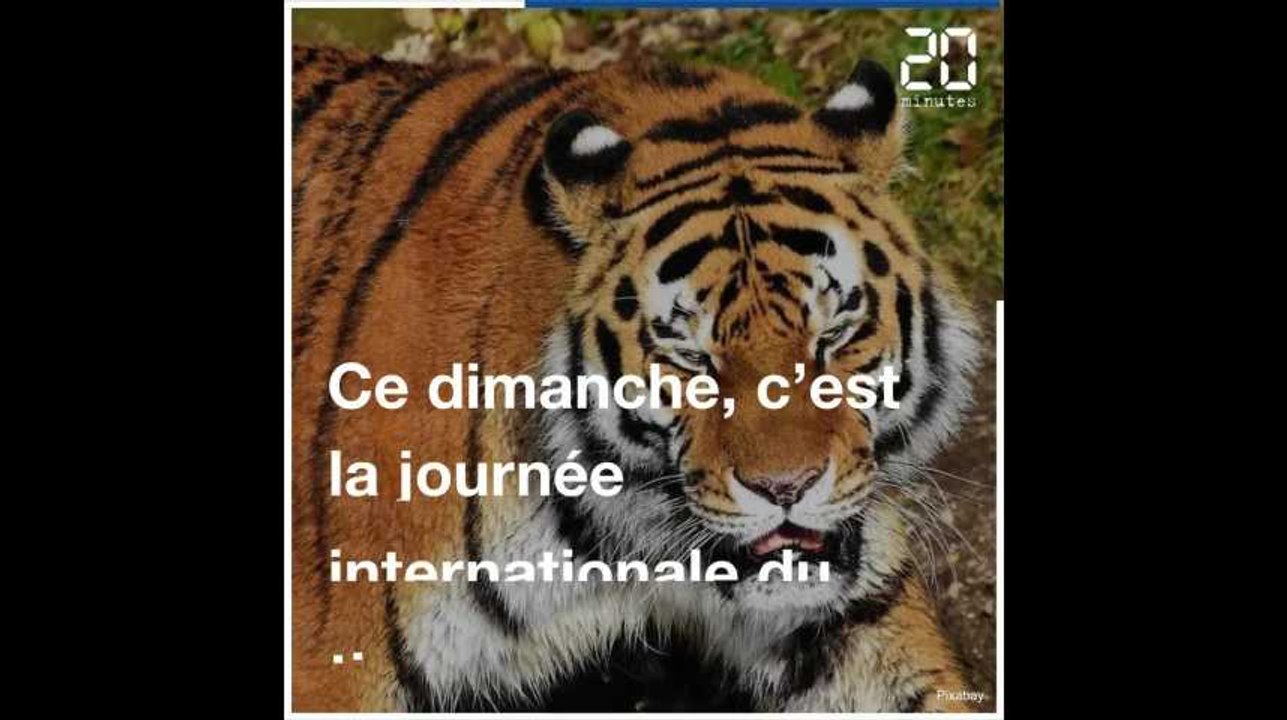 Journée internationale du tigre: SOS animal en danger !