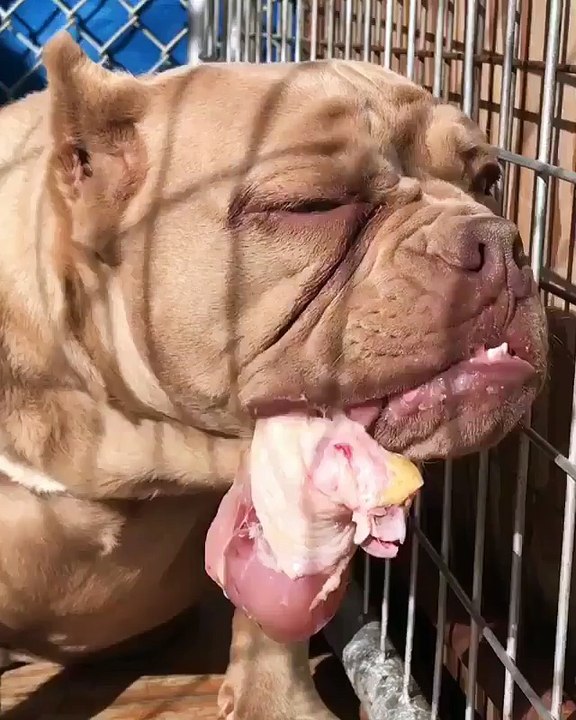 The dog eats everything it can
