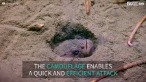 Buried camouflaged fish attacks prey