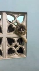 The fat cat can not go through the hole to enter the house