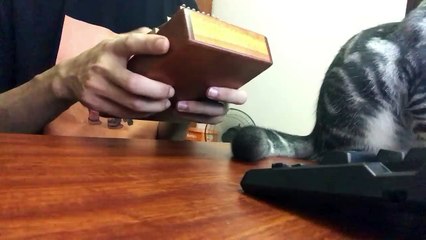 Your cat destroys your concert