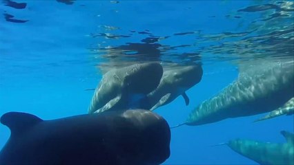 مؤسسة بحثية تجري دراسات على الثديات المائية