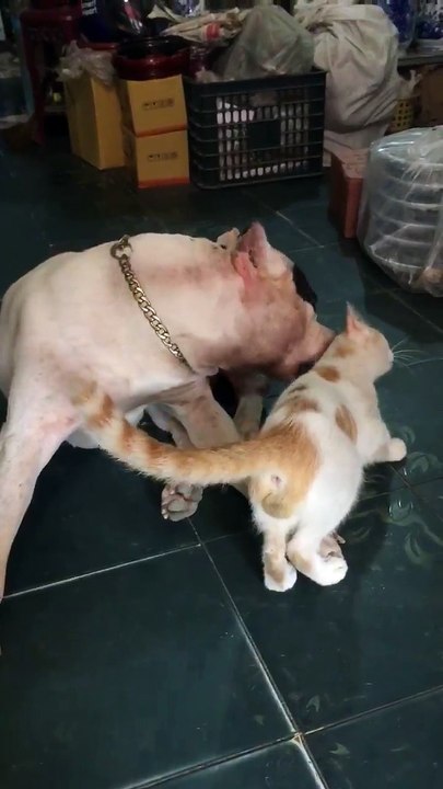 The dog and cat live together