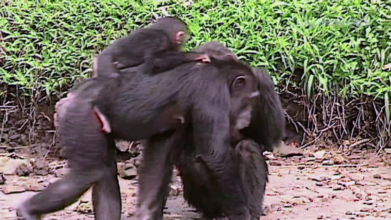 The Real Planet of the Apes (Documentary)
