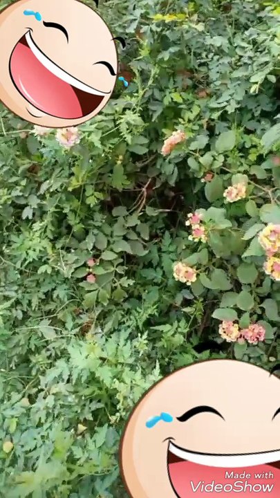 Cute flower