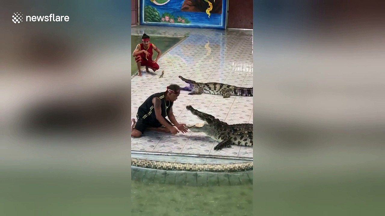 Crocodile bites trainer's arm in front of horrified spectators