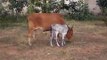 cow and small calf