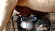 How To Milk a Cow By Hand - Cow Milking