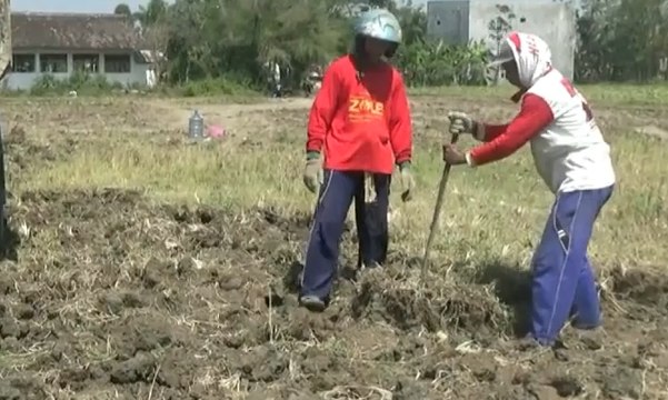 Kekeringan Grobogan: Petani Jual Tanah Sawah