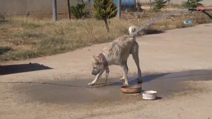Gerçüş'te Sıcaktan Bunalan Hayvanlarını Serinletiyorlar
