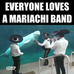 When you don't get what's going on but you dig the music...