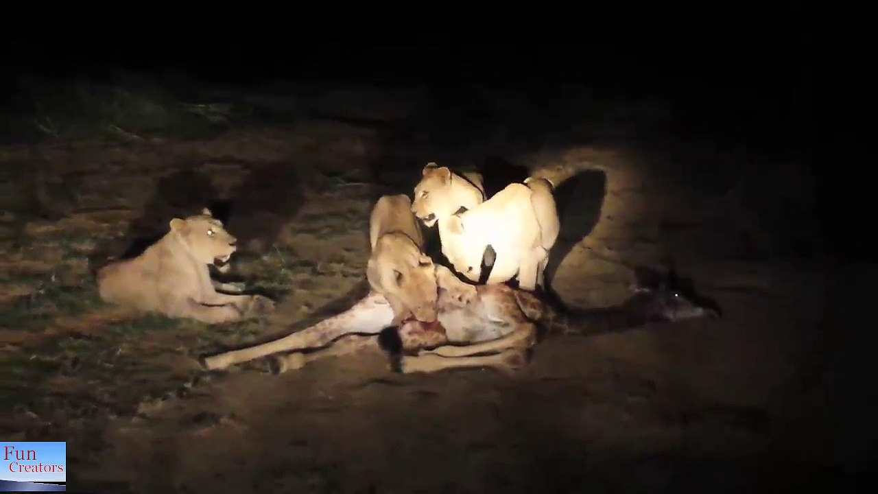 Lion vs Giraffe - Eaten alive