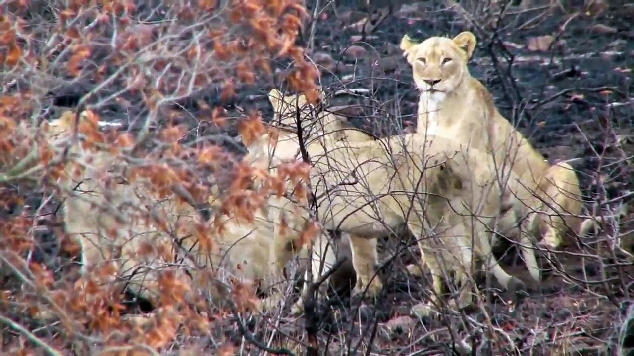 Lion vs Warthog - 14 eaten alive
