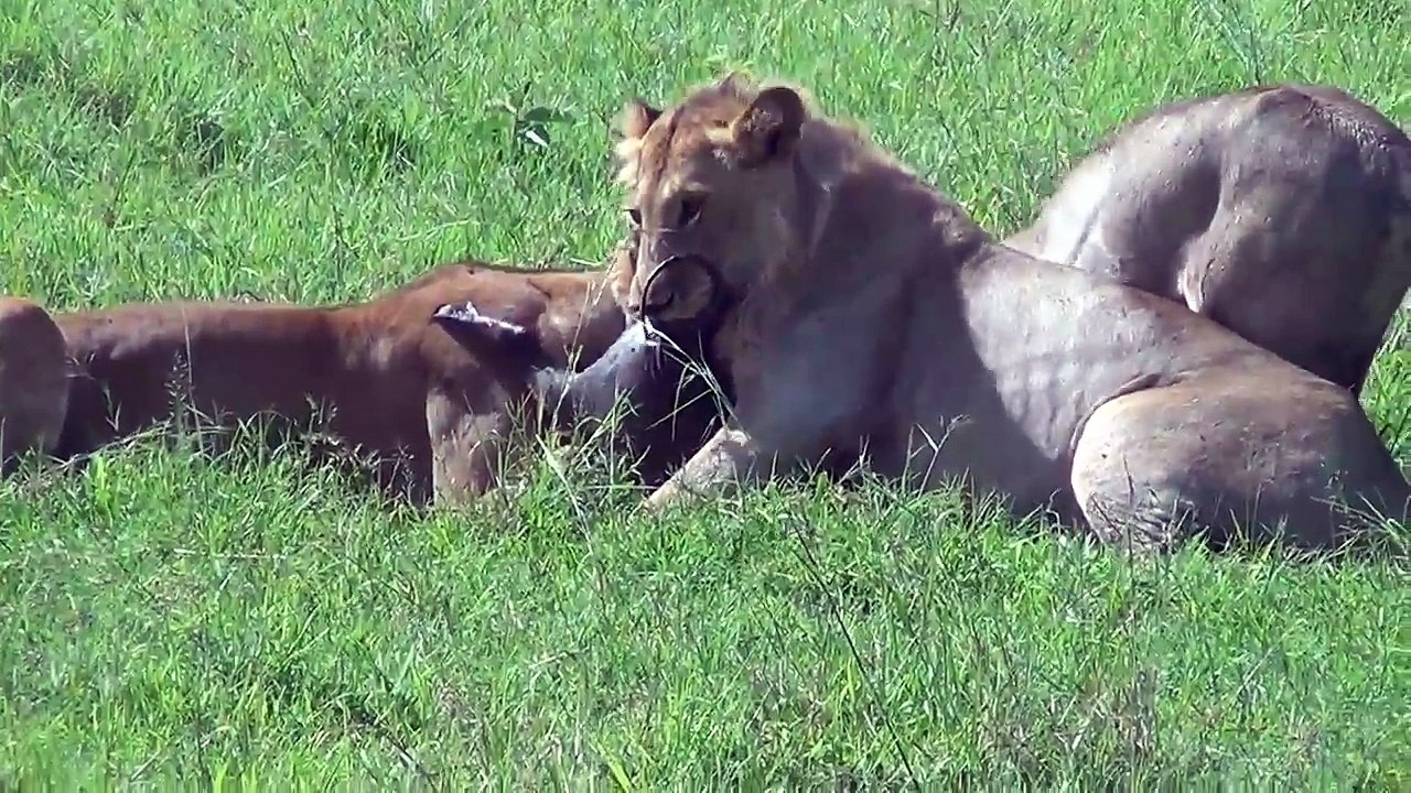 Lion vs Warthog - 13 eaten alive