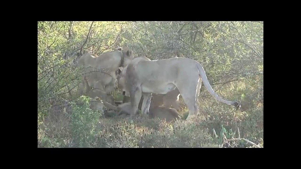 Lion vs Warthog - 12