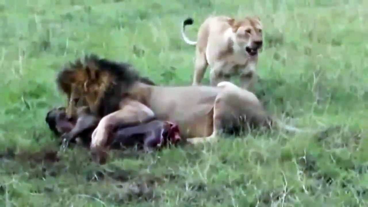 Lion vs Warthog - 11