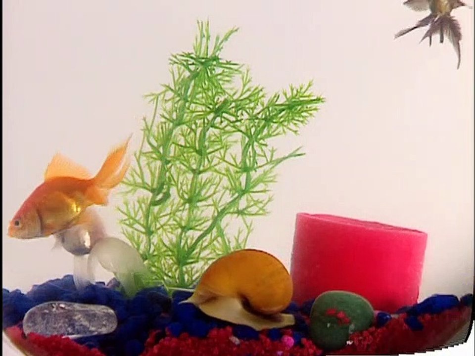 Baby Einstein 06 - Baby Einstein Language Nursery - video Dailymotion