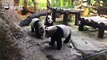 #PandaBillboardHow are the panda triplets from Guangzhou doing? Well, Meng Meng and Shuai Shuai are busy fighting while Ku Ku are busy eating! Watch full vi