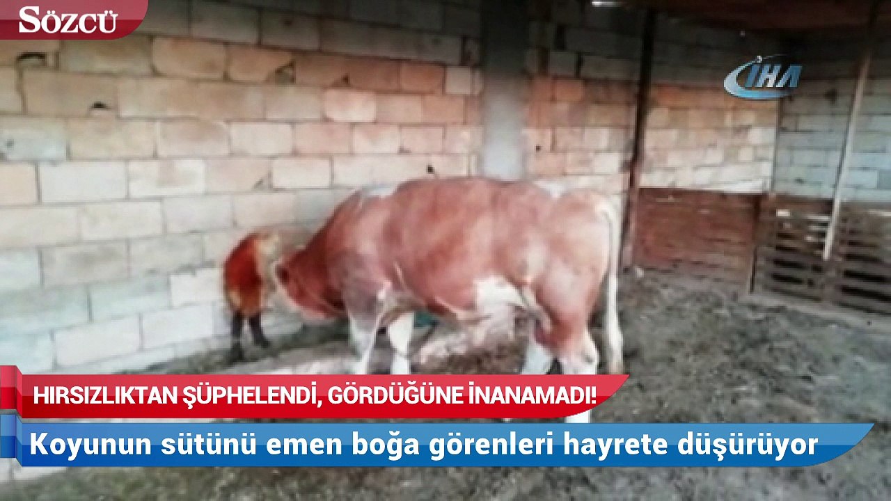 Hırsızlıktan şüphelendi gördüklerine inanamadı!