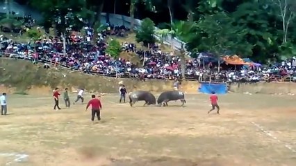 Chọi Trâu Tuyên Quang - Lễ hội Chọi trâu Chiêm Hóa Tuyên Quang 2016