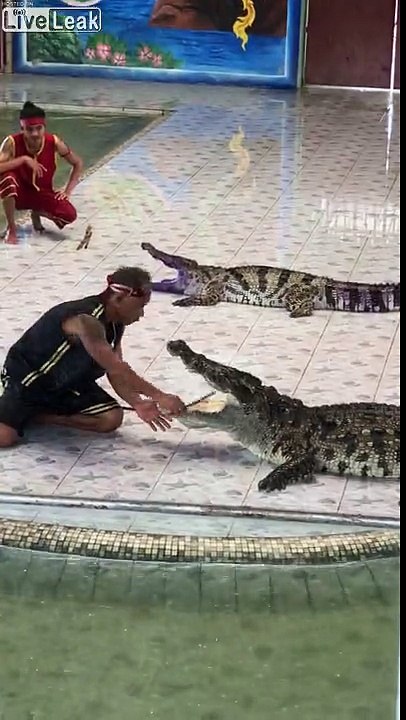 Crocodile bites trainer's arm in Thailand