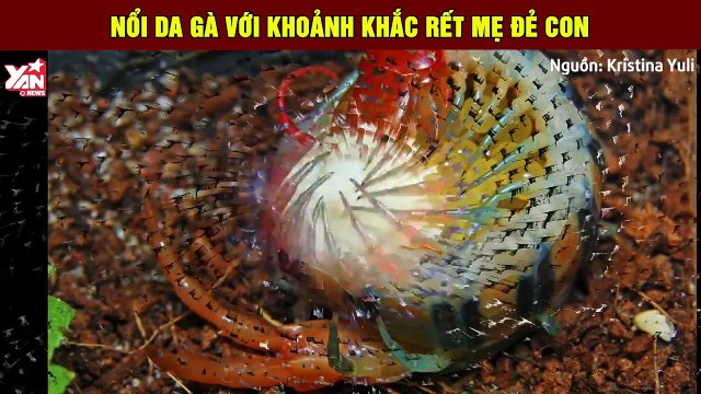 Nổi da gà với khoảnh khắc vừa ngọt ngào vừa rùng rợn khi rết mẹ đẻ con