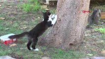 Adana Adana'da Gönüllüler Kedi Parkı Kurdu