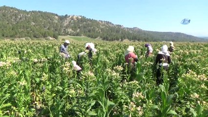 Denizli'de 40 Derece Sıcak Altında Yoğun Tütün Mesaisi