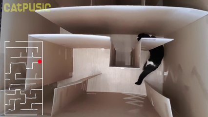Cat's maze. Where's the exit?