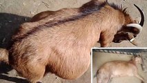 Haryana में Pregnant Goat के साथ 8 लोगों ने पार की दरिंदगी की हदें । वनइंडिया हिंदी