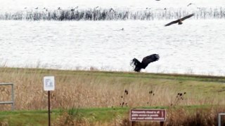 Eagle vs Hawk