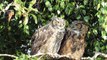 Owl you need is love! A pair of Great Horned give ‘kisses’ to each other